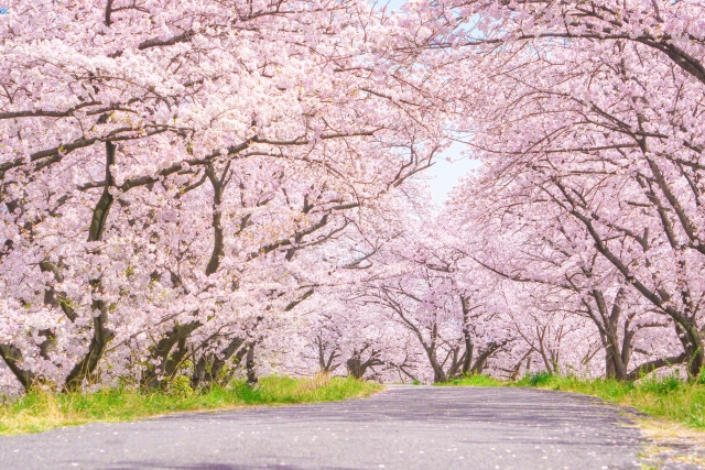 4月のレクリエーションといえばお花見！春らしい高齢者向け企画を紹介